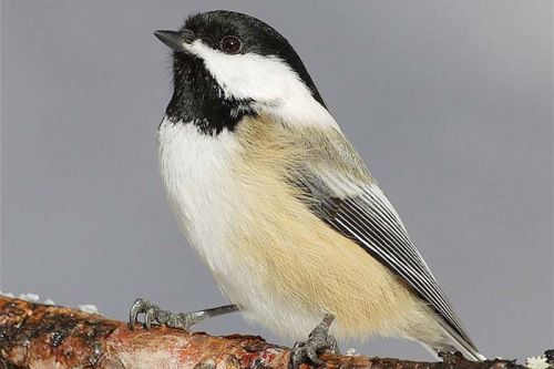 Black-Capped Chickadee, one of the most common birds normally tallied during local Christmas Bird Counts.